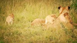 The Life and Challenges of Lions Instructional Video