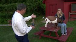 Baby goat at Wakeman Town Farm in Westport changes teen girl’s life Instructional Video