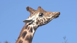 Funny Giraffe licking it's lips with tongue Stock Footage