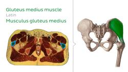 Quadratus femoris muscle level Instructional Video