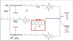 All About Warfarin | Mechanism of Action Instructional Video