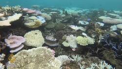 Australia’s Great Barrier Reef hit by mass coral bleaching News Clip