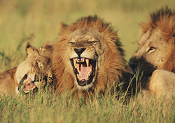 African Lions Instructional Video