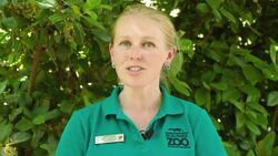 Huge Chuckwalla Lizards Excel at Predator Evasion - Here's How Instructional Video