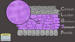 Integumentary System Instructional Video