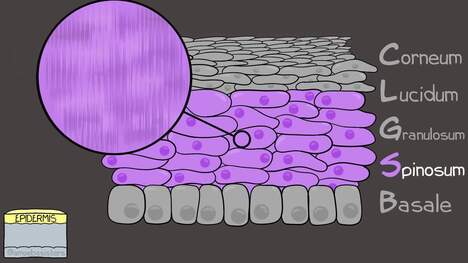 Integumentary System