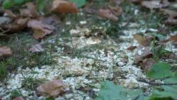 Manager seeks answers after trees were illegally cut down in a west London cemetery News Clip