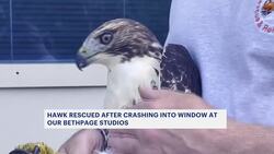 Red tail hawk crashes into News 12 studio building in Bethpage Instructional Video