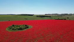 Rewilded field turns into sea of red poppies News Clip