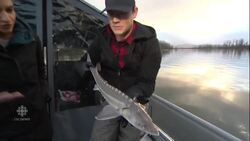 B.C. salmon stock decline puts Ottawa at odds with First Nations News Clip