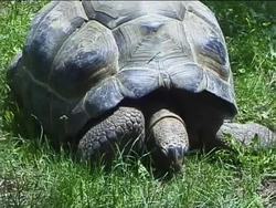 Exploring the Science of Taxonomy Instructional Video