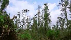Large Nestling Great Egret in Large Nestling Great Egret in Phatthalung Province Stock Footage