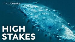 How to Not Kill an Extremely Rare Microbe Instructional Video