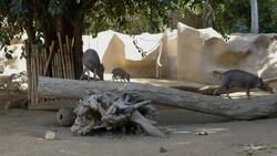 Happy-Go-Lucky Piglets Have a Ball Checking Out Their New Home Instructional Video
