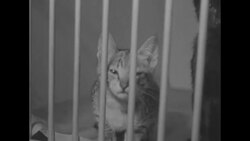 Animals and adopters at the Seattle city animal shelters News Clip