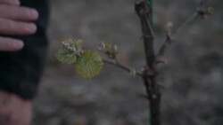 CLEAN : In Indre-et-Loire, producers use braziers to protect their vines against brutal frost News Clip