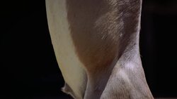 Why Are These White Lipped Deer So Special? Hint: They Love The Winter Instructional Video