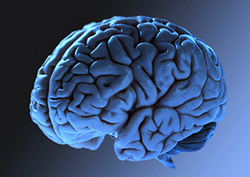 Introduction to the Brain Instructional Video