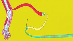 The Muscular System Instructional Video