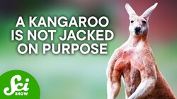 Do Animals Exercise? Instructional Video