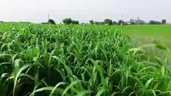 Fresh sorghum crop field. Stock Footage