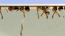 Mosquitos pupa larva, Example in the laboratory - scientific research and development concept. Stock Footage