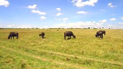 buffalo bulls grazing in savanna at africa Stock Footage