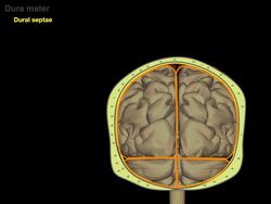 Meninges and Dural venous sinuses Instructional Video