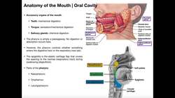 Anatomy & Physiology of the Oral Cavity & Pharynx Instructional Video