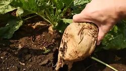 Farmer extracting sugar beet root crop Stock Footage