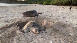 VOICED : Desove masivo de tortugas marinas en las costas de Nicaragua News Clip