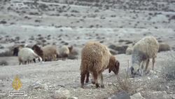 Syria drought worsens: Farmers and shepherds struggle as crops fail and dams run dry News Clip