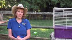 How to Find a Reputable Guinea Pig Breeder Instructional Video