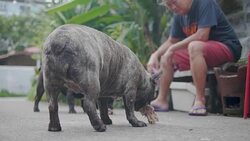 Senior Asian man feed food to french two bulldog. Concept: a parodist dog, favorite animals, true friends, a dog's pedigree, a friend's dog, a small wool, play Stock Footage