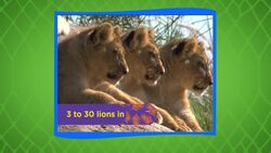 Fascinating Facts About Lions, the King of Beasts Instructional Video