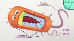 ¿Cuál es la diferencia entre virus y bacterias? - CuriosaMente 226 Instructional Video