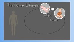 Life Instructional Video