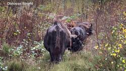 Bison expand into woodland in Kent News Clip