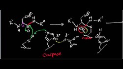 Protease Mechanisms 2 Instructional Video