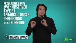 5 Ways Orcas Have Earned the Nickname “Killer Whale” Instructional Video