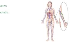 Main veins of the upper and lower limbs Instructional Video