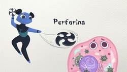 ¿Cómo salva tu vida tu sistema inmune? - CuriosaMente 231 Instructional Video