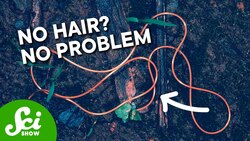 Why Hairworms Don’t Have Hair Instructional Video