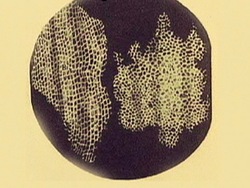 Células: desarrollando de la teoría celular Instructional Video