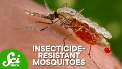 Why We Stopped Making Progress on Malaria Instructional Video