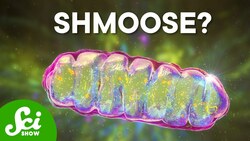 Mitochondria Are the Powerhouse of… Alzheimer’s? Instructional Video