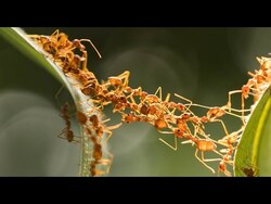 Behavioral Ecology (Foraging, Parasitism, Mutualism, Mate Choice, and Social Groups) Instructional Video