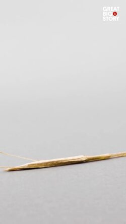 The pink winged stick insect, master of camouflage Instructional Video