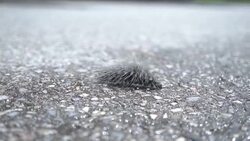 An Emperor moth Caterpillar worm on road. Stock Footage