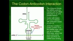 Aminoacyl tRNA Synthetase Charging the Amino Acid Instructional Video